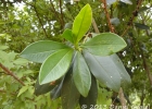 <i>Myrsine balansae</i> (Mez) Arechav. [Primulaceae]