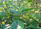 <i>Ficus insipida</i> Willd. [Moraceae]