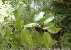 <i>Hyperbaena domingensis</i> (DC.) Benth. [Menispermaceae]
