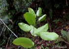<i>Abuta selloana</i> Eichler [Menispermaceae]