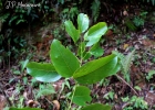 <i>Abuta selloana</i> Eichler [Menispermaceae]