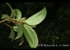 <i>Tibouchina ramboi</i> Brade [Melastomataceae]