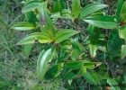 <i>Tibouchina ramboi</i> Brade [Melastomataceae]