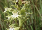 <i>Habenaria secunda</i> Lindl. [Orchidaceae]