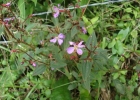 <i>Tibouchina herbacea</i> (DC.) Cogn. [Melastomataceae]