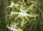 <i>Habenaria secunda</i> Lindl. [Orchidaceae]