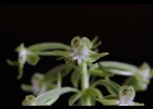 <i>Habenaria araneiflora</i> Barb.Rodr. [Orchidaceae]