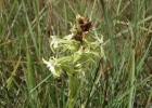 <i>Habenaria secunda</i> Lindl. [Orchidaceae]