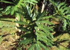 <i>Philodendron bipinnatifidum</i> Schott ex Endl. [Araceae]