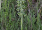 <i>Pelexia sp.</i>  [Orchidaceae]