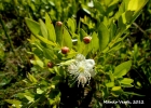<i>Campomanesia aurea</i> O.Berg [Myrtaceae]