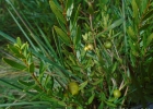 <i>Campomanesia aurea</i> O.Berg [Myrtaceae]