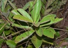 <i>Psidium australe</i> Cambess. [Myrtaceae]