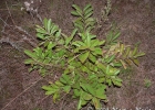 <i>Psidium australe</i> Cambess. [Myrtaceae]