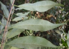 <i>Eugenia pyriformis</i> Cambess. [Myrtaceae]