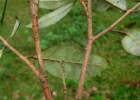 <i>Eugenia pyriformis</i> Cambess. [Myrtaceae]