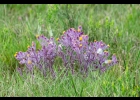 <i>Senecio conyzaefolius</i> Baker [Asteraceae]