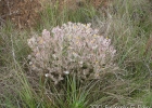 <i>Senecio conyzaefolius</i> Baker [Asteraceae]