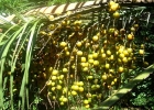 <i>Butia eriospatha</i> (Mart. ex Drude) Becc. [Arecaceae]