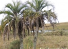 <i>Butia eriospatha</i> (Mart. ex Drude) Becc. [Arecaceae]