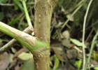 <i>Aralia warmingiana</i> (Marchal) J. Wen [Araliaceae]