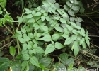 <i>Aralia warmingiana</i> (Marchal) J. Wen [Araliaceae]