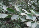 <i>Agonandra excelsa</i> Griseb. [Opiliaceae]