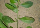 <i>Agonandra excelsa</i> Griseb. [Opiliaceae]