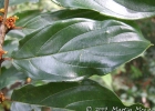 <i>Colubrina glandulosa</i> Perkins [Rhamnaceae]