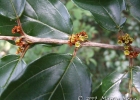<i>Colubrina glandulosa</i> Perkins [Rhamnaceae]