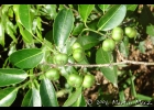 <i>Margaritaria nobilis</i> L. f. [Phyllanthaceae]