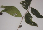 <i>Eugenia bacopari</i> D.Legrand [Myrtaceae]