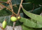 <i>Eugenia bacopari</i> D.Legrand [Myrtaceae]
