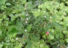 <i>Tibouchina clinopodifolia</i> Cogn. [Melastomataceae]