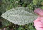 <i>Tibouchina clinopodifolia</i> Cogn. [Melastomataceae]