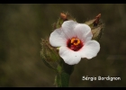 <i>Pavonia reticulata</i> Garcke [Malvaceae]