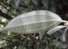 <i>Ossaea amygdaloides</i> (DC.) Triana [Melastomataceae]