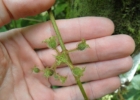 <i>Ossaea amygdaloides</i> (DC.) Triana [Melastomataceae]