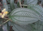 <i>Leandra xanthocoma</i> (Naudin) Cogn. [Melastomataceae]