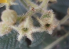 <i>Leandra xanthocoma</i> (Naudin) Cogn. [Melastomataceae]