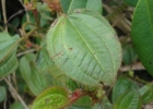 <i>Leandra humilis</i> (Cogn.) Wurdack [Melastomataceae]