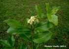 <i>Cordia americana</i> (L.) Gottshling & J.E.Mill. [Boraginaceae]