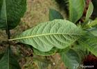 <i>Aegiphila integrifolia</i> (Jacq.) Moldenke [Lamiaceae]