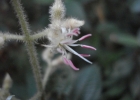 <i>Leandra carassana</i> (DC.) Cogn. [Melastomataceae]