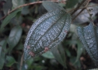 <i>Leandra carassana</i> (DC.) Cogn. [Melastomataceae]