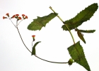 <i>Emilia fosbergii</i> Nicolson [Asteraceae]
