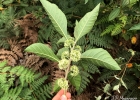 <i>Aegiphila integrifolia</i> (Jacq.) Moldenke [Lamiaceae]
