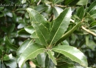 <i>Cordia americana</i> (L.) Gottshling & J.E.Mill. [Boraginaceae]