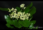 <i>Cordia americana</i> (L.) Gottshling & J.E.Mill. [Boraginaceae]