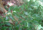 <i>Plinia peruviana</i> (Poir.) Govaerts [Myrtaceae]